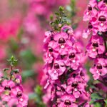 How to Decorate Your Outdoor Living Structure (and Garden) with Flowers 4 Angelonia