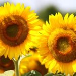 How to Decorate Your Outdoor Living Structure (and Garden) with Flowers 1 Sunflower