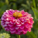 How to Decorate Your Outdoor Living Structure (and Garden) with Flowers 6 Zinnia