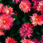 How to Decorate Your Outdoor Living Structure (and Garden) with Flowers 7 Chrysanthemums