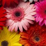 How to Decorate Your Outdoor Living Structure (and Garden) with Flowers 9 Gerbera