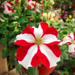How to Decorate Your Outdoor Living Structure (and Garden) with Flowers 5 Petunia