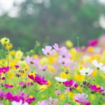 How to Decorate Your Outdoor Living Structure (and Garden) with Flowers 8 Cosmos