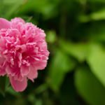 How to Decorate Your Outdoor Living Structure (and Garden) with Flowers 10 Peony