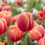 How to Decorate Your Outdoor Living Structure (and Garden) with Flowers 2 Tulips
