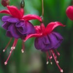 How to Decorate Your Outdoor Living Structure (and Garden) with Flowers 32 Fuchsia