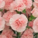 How to Decorate Your Outdoor Living Structure (and Garden) with Flowers 31 Carnation