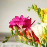 How to Decorate Your Outdoor Living Structure (and Garden) with Flowers 20 Freesia