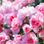 How to Decorate Your Outdoor Living Structure (and Garden) with Flowers 14 Roses