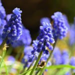 How to Decorate Your Outdoor Living Structure (and Garden) with Flowers 15 Hyacinth