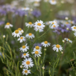 How to Decorate Your Outdoor Living Structure (and Garden) with Flowers 30 Daisies