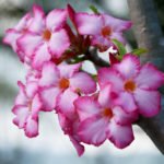 How to Decorate Your Outdoor Living Structure (and Garden) with Flowers 26 Bignonia
