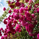 How to Decorate Your Outdoor Living Structure (and Garden) with Flowers 25 Roses