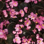 How to Decorate Your Outdoor Living Structure (and Garden) with Flowers 37 Begonia