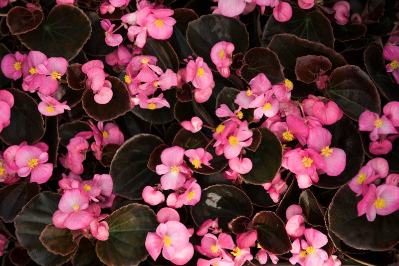 OUTDOOR LIVING LIFESTYLE 12 close up beautiful pink begonia flowers | B.Gordon Builders