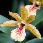 How to Decorate Your Outdoor Living Structure (and Garden) with Flowers 33 Toad lily