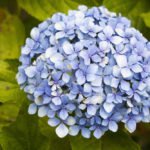How to Decorate Your Outdoor Living Structure (and Garden) with Flowers 38 Hydrangea