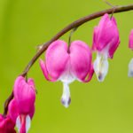How to Decorate Your Outdoor Living Structure (and Garden) with Flowers 40 Dicentra