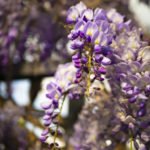 How to Decorate Your Outdoor Living Structure (and Garden) with Flowers 17 Wisteria