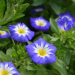 How to Decorate Your Outdoor Living Structure (and Garden) with Flowers 27 Morning Glory