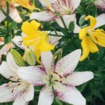 How to Decorate Your Outdoor Living Structure (and Garden) with Flowers 11 Lilies
