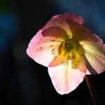 How to Decorate Your Outdoor Living Structure (and Garden) with Flowers 35 Hellebores