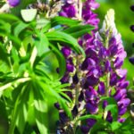 How to Decorate Your Outdoor Living Structure (and Garden) with Flowers 36 Corydalis