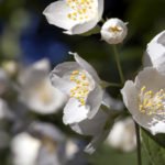 How to Decorate Your Outdoor Living Structure (and Garden) with Flowers 12 Jasmin
