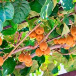 How to Decorate Your Outdoor Living Structure (and Garden) with Flowers 28 Kiwi