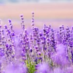 How to Decorate Your Outdoor Living Structure (and Garden) with Flowers 13 Lavender