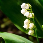 How to Decorate Your Outdoor Living Structure (and Garden) with Flowers 19 Lily of the valley