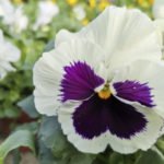 How to Decorate Your Outdoor Living Structure (and Garden) with Flowers 39 Pansy / Viola