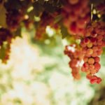 How to Decorate Your Outdoor Living Structure (and Garden) with Flowers 22 Grapevines
