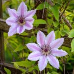 How to Decorate Your Outdoor Living Structure (and Garden) with Flowers 23 Clematis