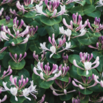 How to Decorate Your Outdoor Living Structure (and Garden) with Flowers 21 Honeysuckle
