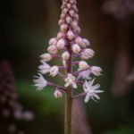 How to Decorate Your Outdoor Living Structure (and Garden) with Flowers 34 Foamflower