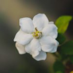 How to Decorate Your Outdoor Living Structure (and Garden) with Flowers 16 Lily of the Valley