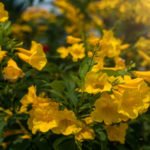 How to Decorate Your Outdoor Living Structure (and Garden) with Flowers 29 Golden Trumpet